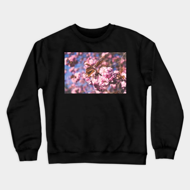 Pink Spring Crewneck Sweatshirt by Errne